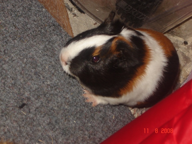 Photos : chons, lapin et hamster ! édit : la ptite Shanel. Dsc01912