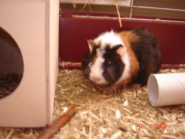 Photos : chons, lapin et hamster ! édit : la ptite Shanel. Dsc01914