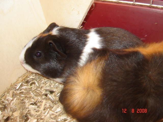 Photos : chons, lapin et hamster ! édit : la ptite Shanel. Dsc02010