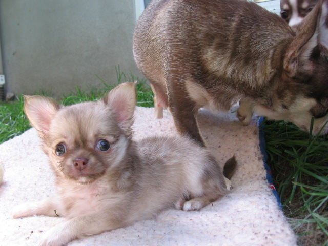 Chien Qui Louche Strabisme Chiot Adulte Sante Et Comportement Nimo Chien Qui Louche Strabisme Chiot Adulte Sante Et Comportement Nimo