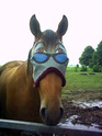 humour chevaux Poulai11