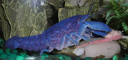 Procambarus alleni (Blue Morph) Alleni10