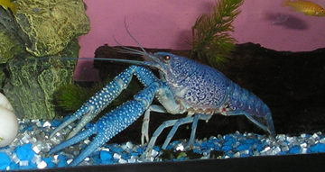 Procambarus alleni (Blue Morph) Nippy310