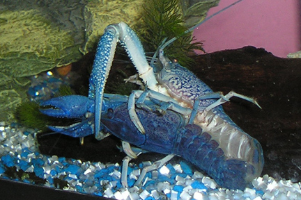 Procambarus alleni (Blue Morph) Nippy_10