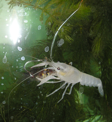 Procambarus clarkii (Mixing Colors) Snowfl10