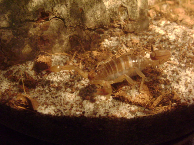 My Scorpion Pics and video(s) Dsc01420