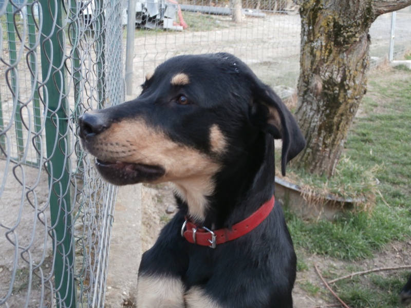 MAMBO (chiot croisé beauceron) P2220912