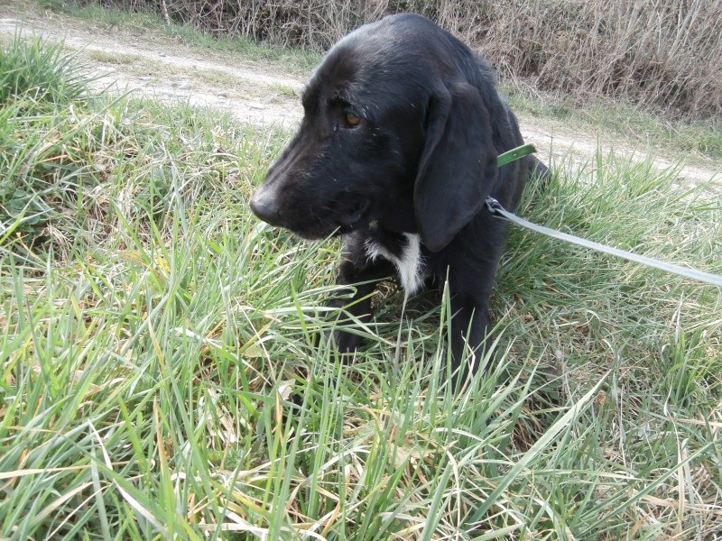 ANDY(mâle croisé labrador/griffon) P3150512