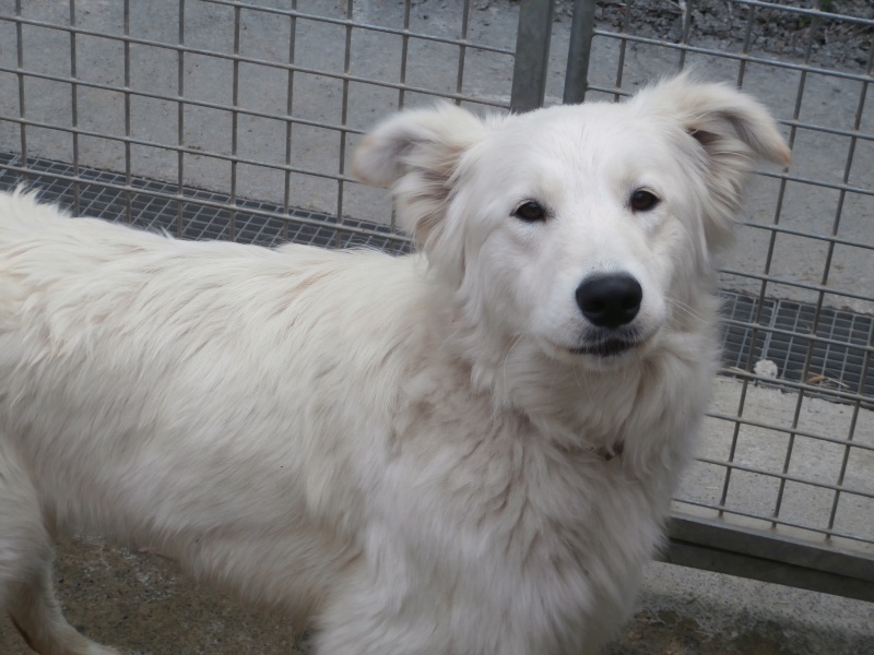 APRIL (Femelle type golden/berger) P3150613