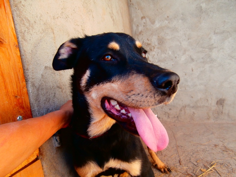 MAMBO (chiot croisé beauceron) P3190710