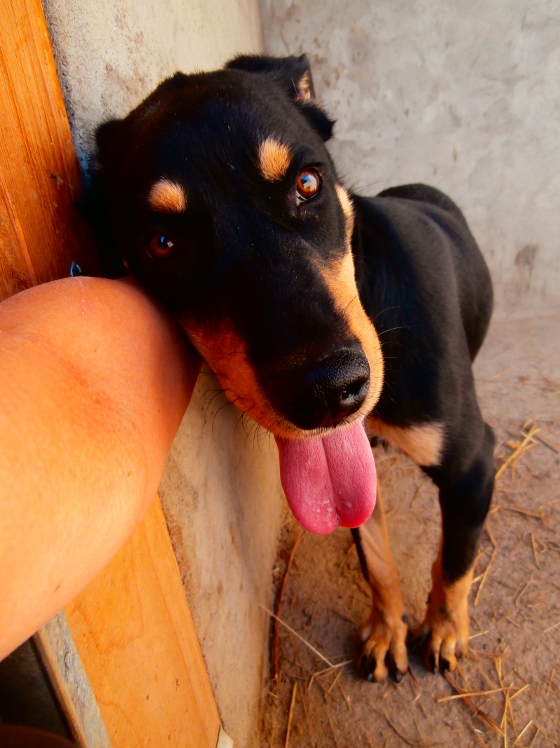 MAMBO (chiot croisé beauceron) P3190712