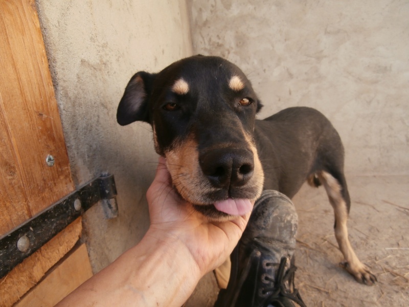 MAMBO (chiot croisé beauceron) P3190714