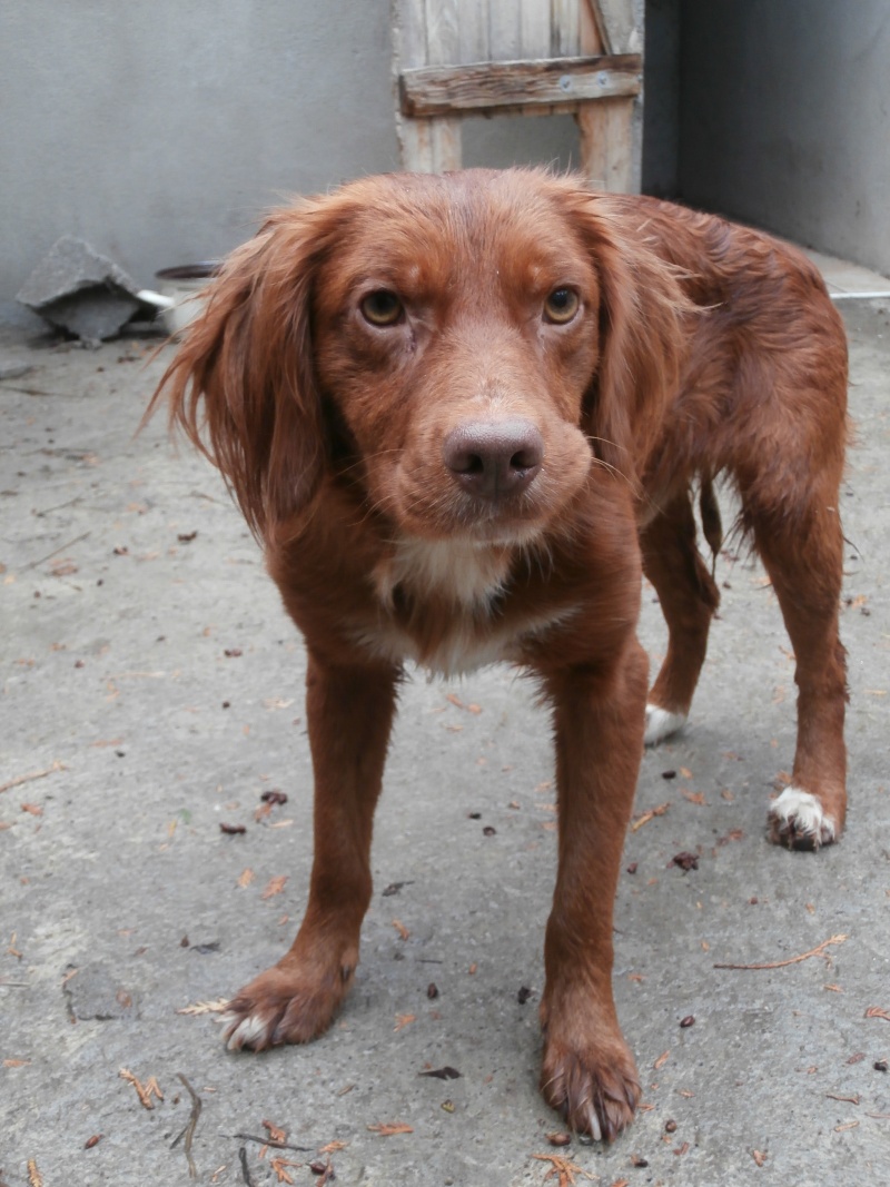 DEUK - x epagneul 4  ans  (2 ans de refuge)- Sos Animaux à Le Broc (63) Pa060011