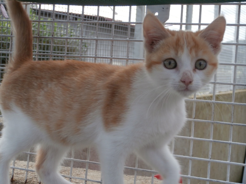 ISIO (chaton femelle rousse et blanche) Pa190133