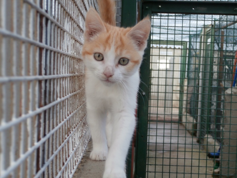 ISIO (chaton femelle rousse et blanche) Pa190135