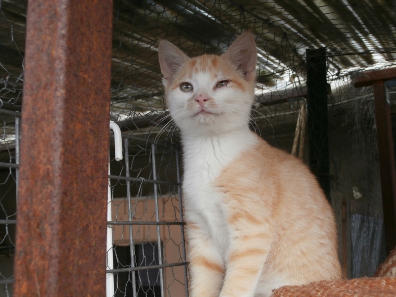 ISA (chaton femelle blanche avec un peu de roux) Pa190139
