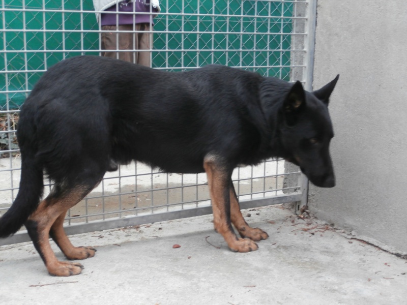 BALTO (mâle croisé beauceron /berger) Pb090312