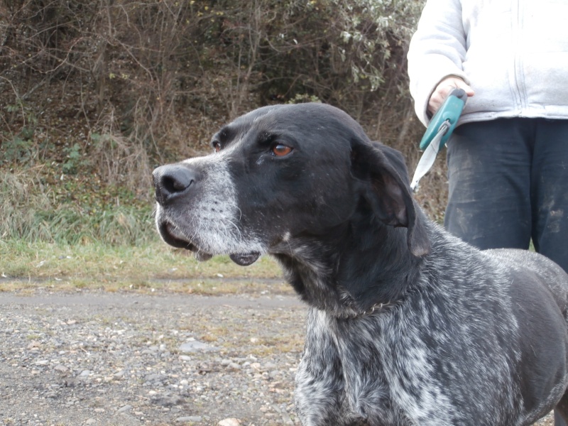 BANJO  - x bleu de gascogne ? / braque Auvergne ? 10 ans  (6  ans de refuge)- Sos Animaux à Le Broc (63) Pc210412