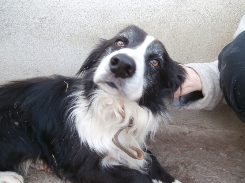 BATMA (mâle croisé border collie) Pc210536