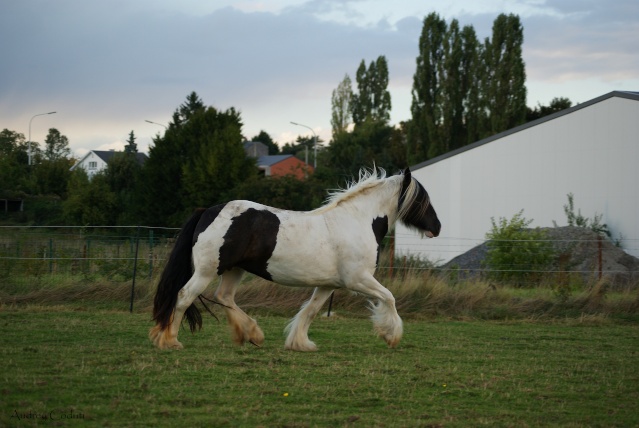 Eureka d'Eau Drey née ce 30 avril 2014  Chevau12