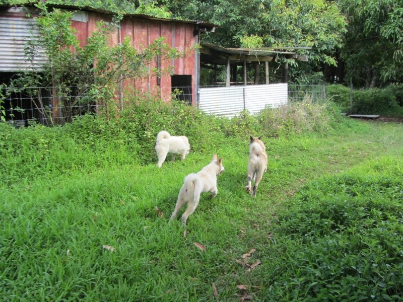 26e Portée de Ludsyga : Yuki x Nato (09/07/13) - pour les maitres de Yuki - Page 13 2013-877