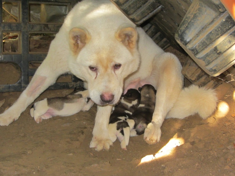 28e Portée de Ludsyga : Luna x Bouba (21/04/14) - pour moi 2014-433