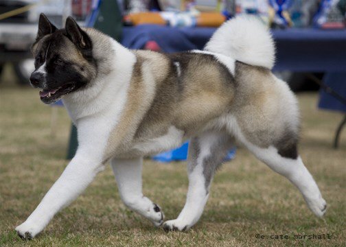 28e Portée de Ludsyga : Luna x Bouba (21/04/14) - pour moi Kickin10