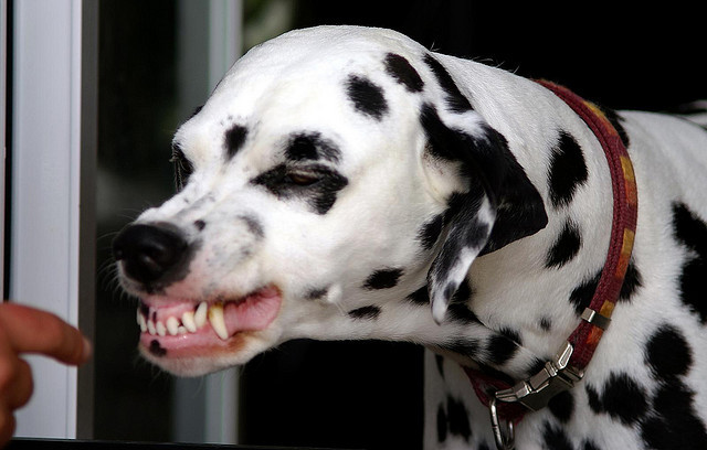 Grimace "sourire" de certains chiens Lesour10