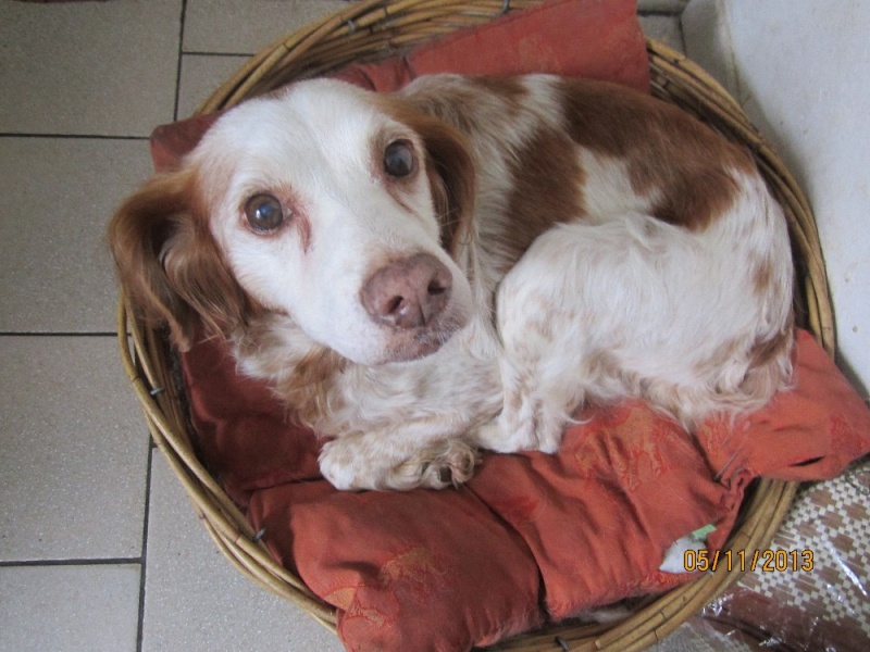 MISTY - epagneul 12/13 ans - Asso Galia (85) Img_4410