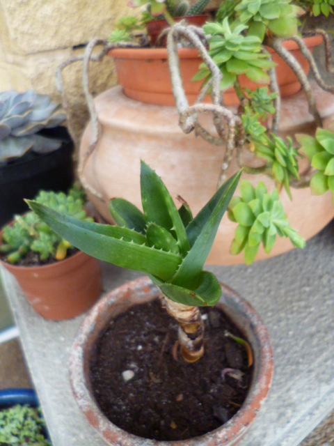 [identifié] Aloe sp. P1020311