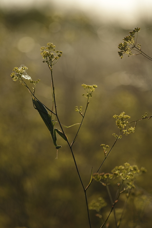 Une fin de journée chez les Mantes 3l8a1814