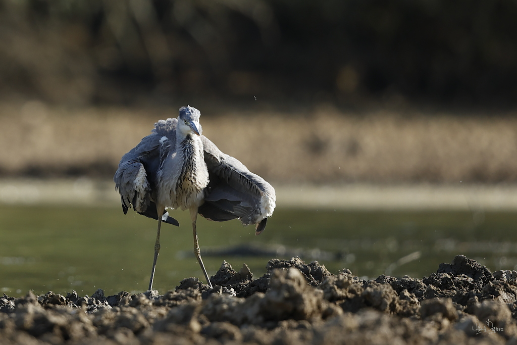 Querelle de herons 3l8a2110