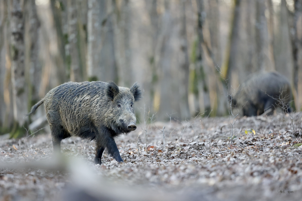 Cochonland : Première visite 2023 + Maj du 09/02/23 3l8a6410