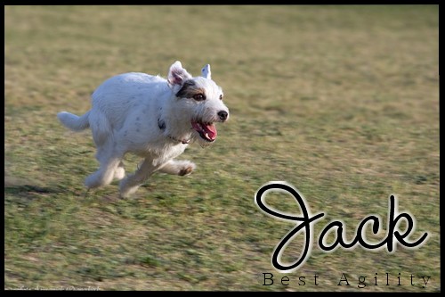 Jack-Jack russel [M] Jack10