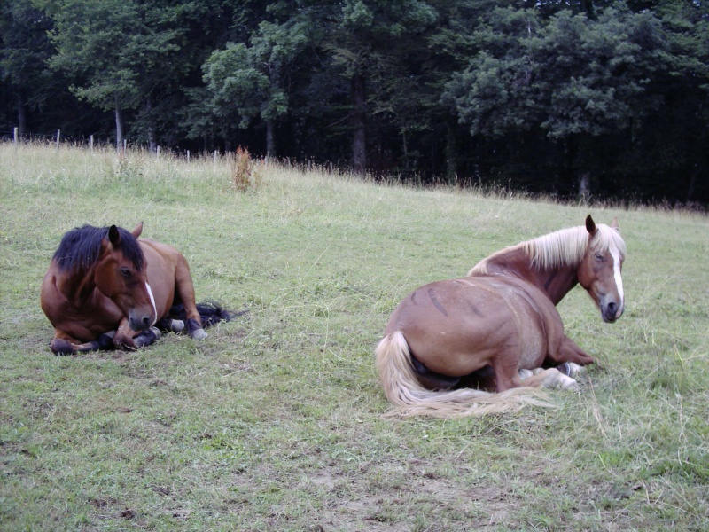 Concours photos "le cheval pendant la sieste" GAGNANTE : Tina - Page 2 Mai_ju11