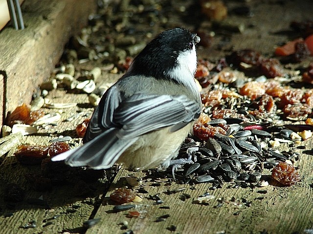 une mésange + photos stand en bas de page Masang10