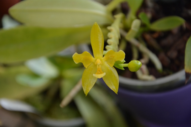 Phalaenopsis cornu-cervi flava 'unique' Dsc_0311