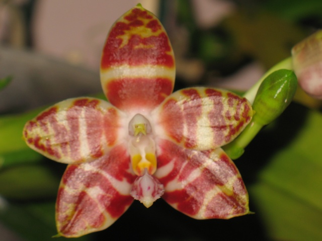 phalaenopsis amboinensis Img_2714