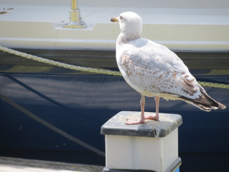 Littlehampton Harbour Img_1031