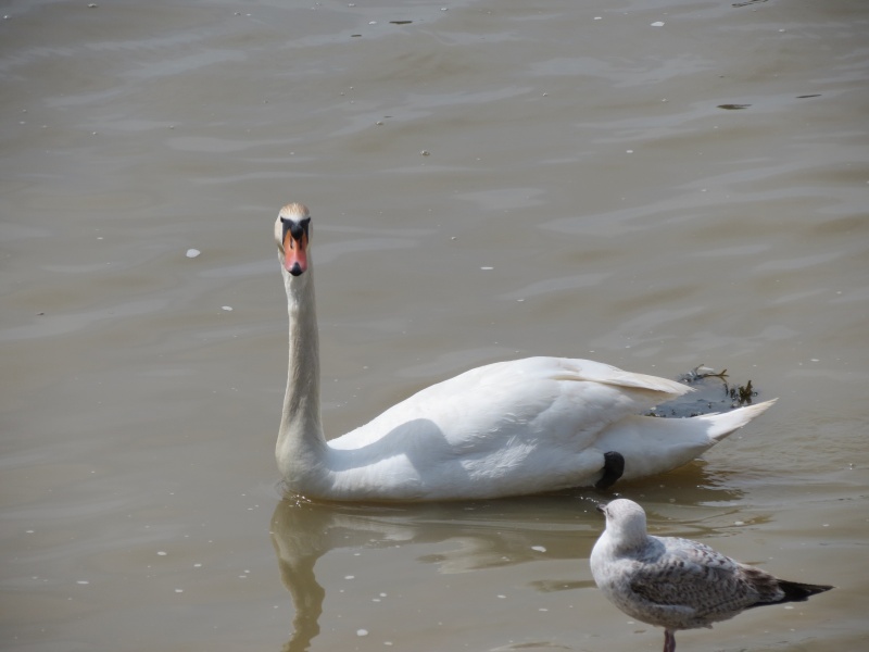 Littlehampton Harbour Img_1036