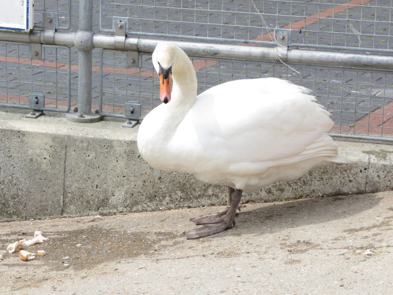 Littlehampton Harbour Img_1037