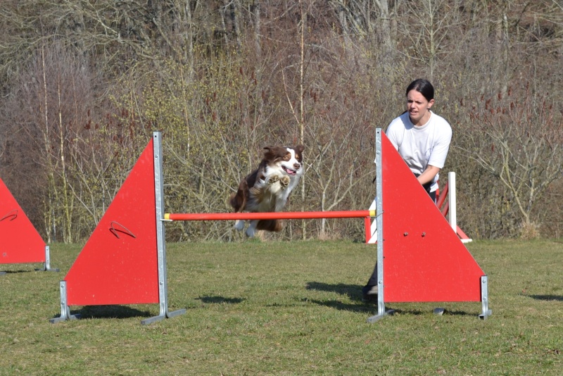 Guess en agility - Page 2 Dsc_0730