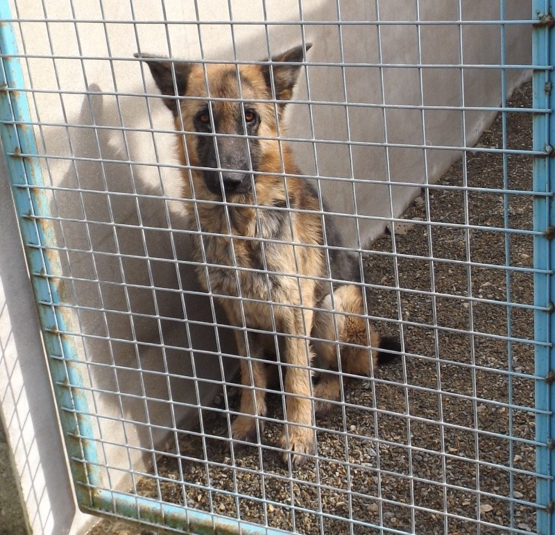 Mâle Berger Allemand 2/3 ans - un an d'errance - Fourrière 44 - délai 17/02/2014 133