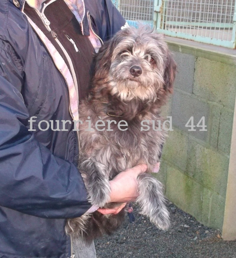 Mâle X CANICHE GRIS 2 ans - Fourrière Sud 44 - Délai 02/01/2014 1f15