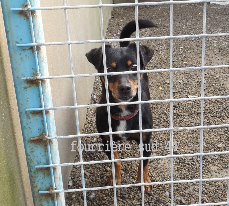 Fourrière Sud 44 Mâle pinscher noir et feu - délai 23/01/2014 1f23