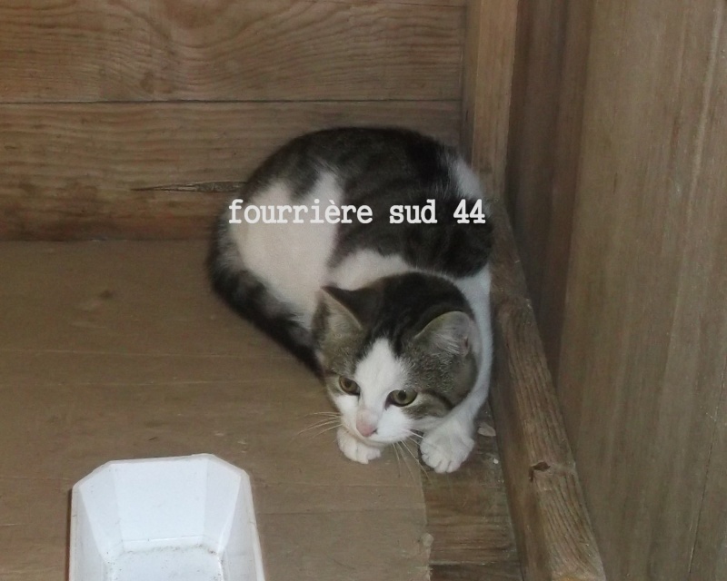 Jeune chat mâle blanc et gris tigré noir - Fourrière Sud 44 - délai 28/10/2013 1fb10
