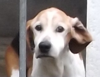 Papy beagle besoin de soins - Fourrière 44 - Eutha 17/02/2014 1ff10