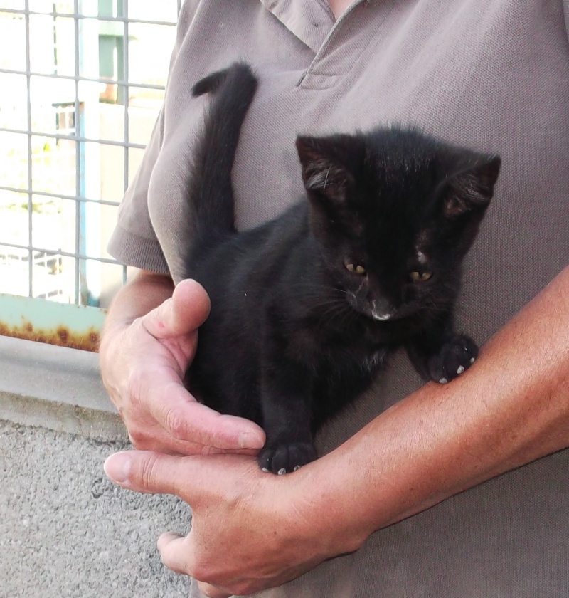 CHATON mâle noir 2 mois - Fourrière Sud 44 - Délai 15/10/2013 410