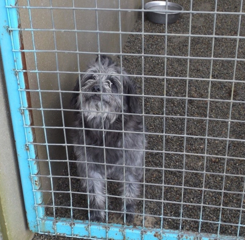 Mâle X CANICHE GRIS 2 ans - Fourrière Sud 44 - Délai 02/01/2014 517