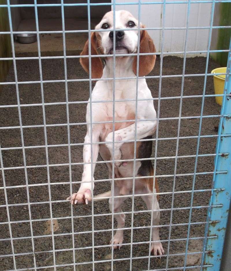 Papy beagle besoin de soins - Fourrière 44 - Eutha 17/02/2014 519
